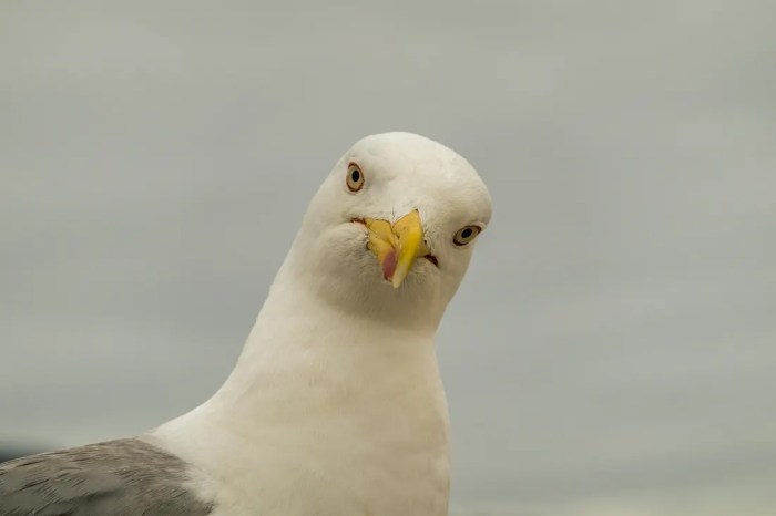 seagull giving you a "look"